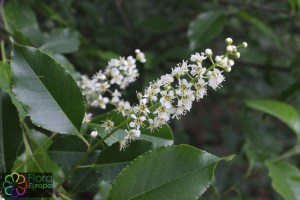 Prunus serotina (1) (1200 x 800).jpg